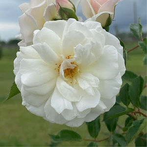 Meet your Posher, Yolanda